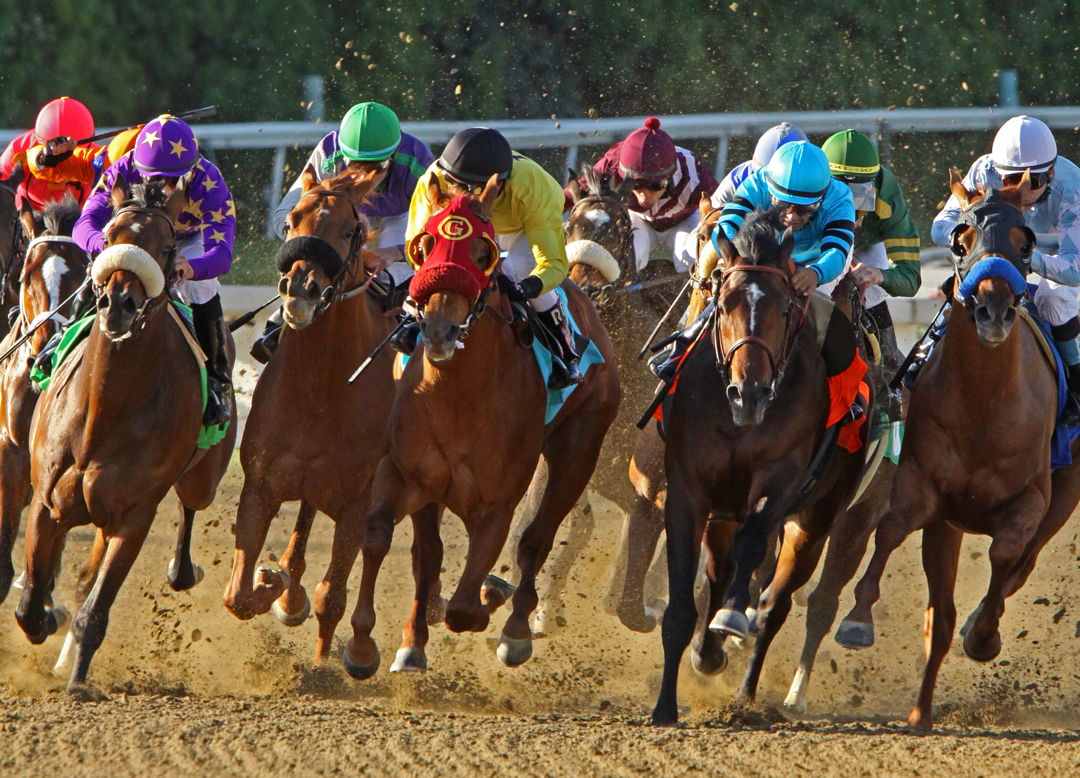 They Walk the Walk: The Hoofprints Walk of Fame