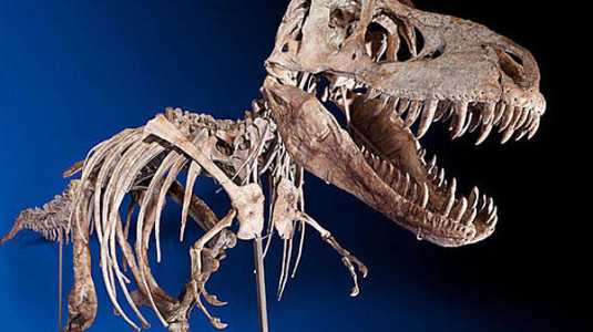 The skeleton of a Tyrannosaurus bataar.